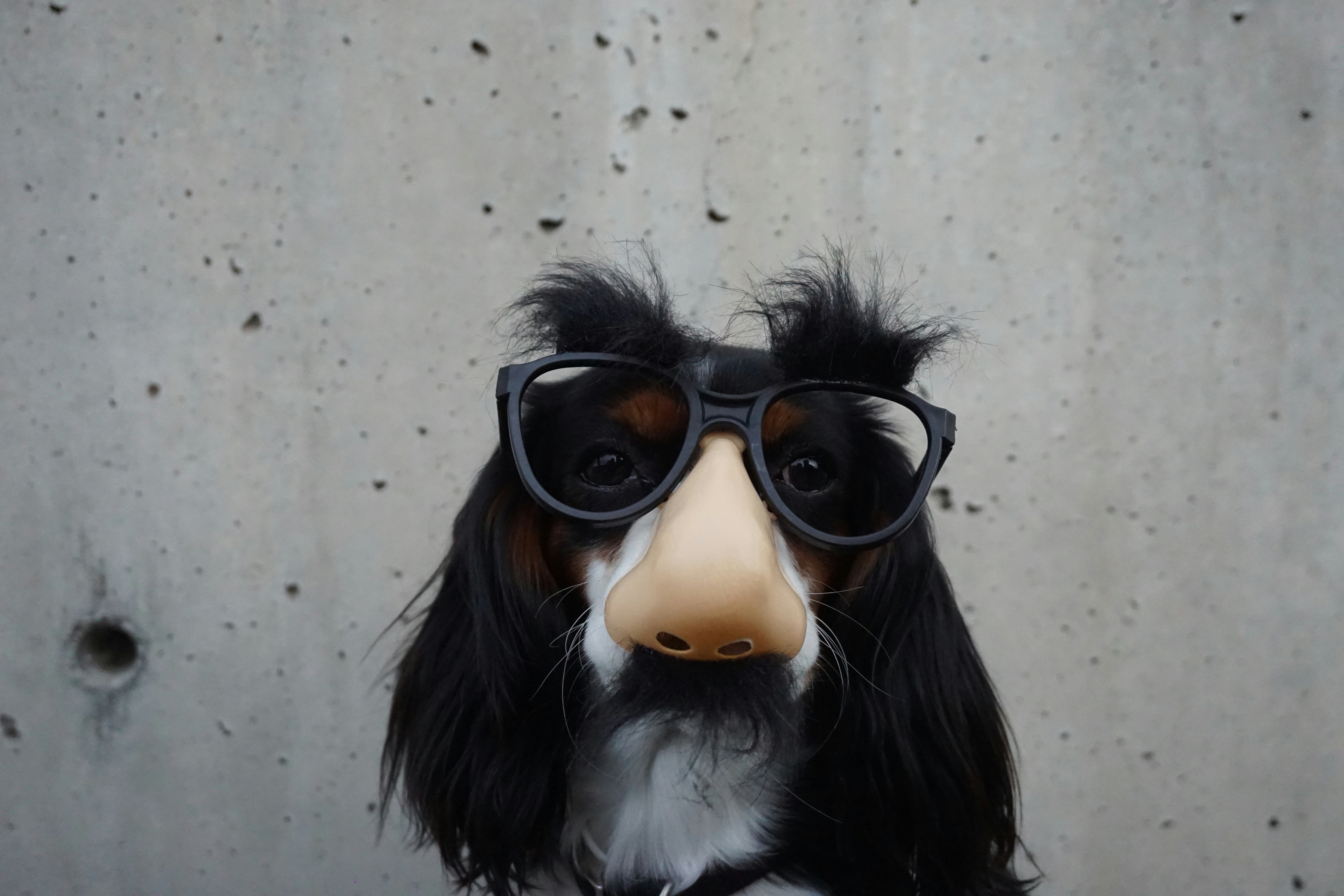 dog with glasses