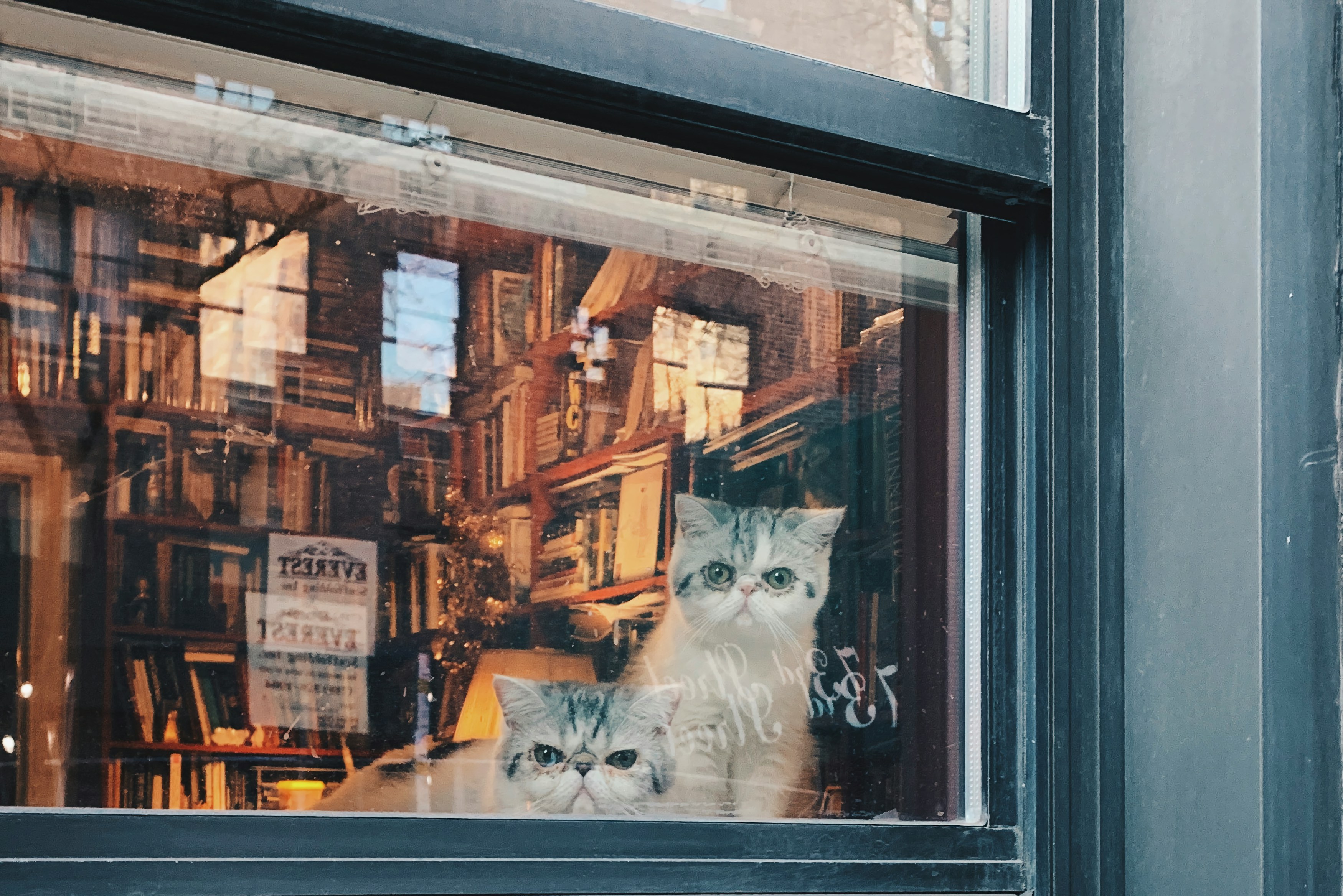 cats in window